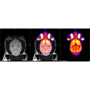 Multimodal view of a rat brain PET/MRI form MR SOLUTIONS