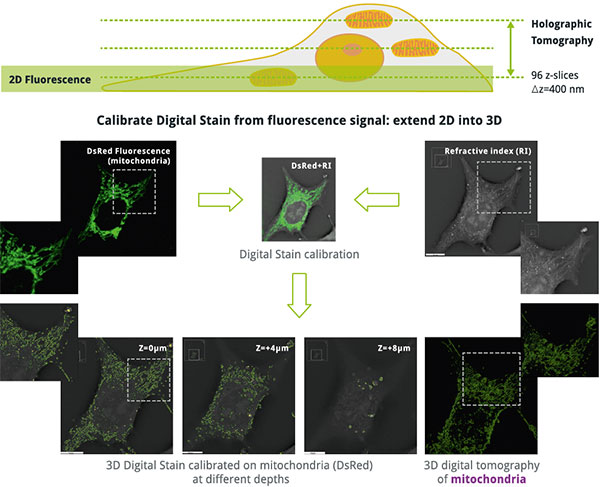 Nanolive 3D Cell Explorer-Fluo new dimensions