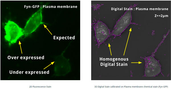 Nanolive 3D Cell Explorer-Fluo reduces artifacts