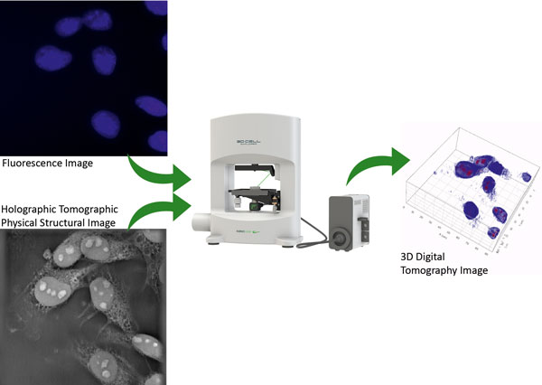 Nanolive 3D Cell Explorer-Fluo workflow