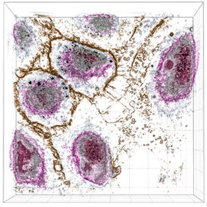 Nanoparticle Uptake into liver cells