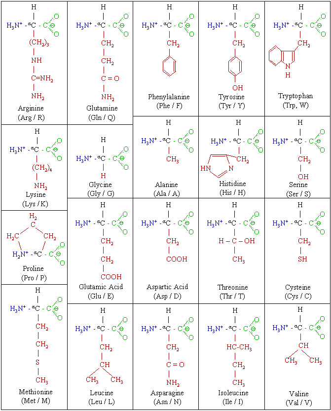 Amino acids - The basic units of proteins