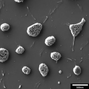 Gold nanoparticles images using a TESCAN S8000 FEG-SEM