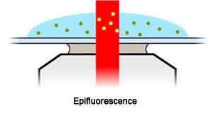 Epifluorescence - Oxford Nanoimager