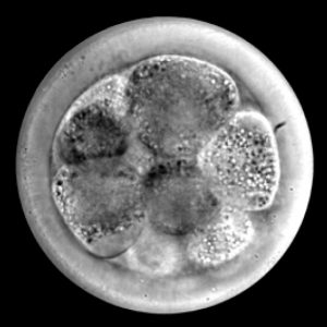 GLIM image bovine embryo