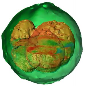 GLIM image bovine embryo 3D reconstruction