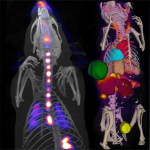 invicro VivoQuant medical imaging analysis software