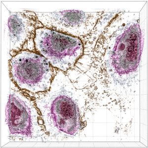 Liver cell nanotoxicology study