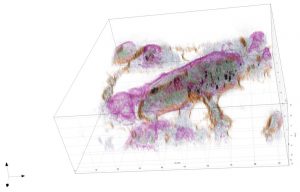 Liver cells nanotoxicology 3D