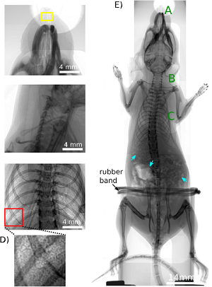 Live bio-imaging using Lyncean compact light source