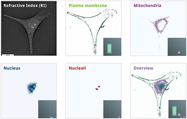 Nanolive 3D Cell Explorer-Fluo fluorescent markers