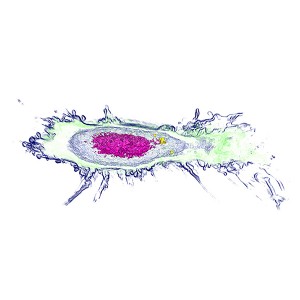 Nanolive logo 3D cell explorer image of a living lymph node fibroblast