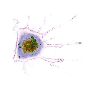 Nanolive logo 3D cell explorer image of a living lymph node fibroblast