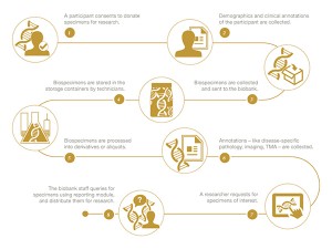 OpenSpecimen Workflow 600