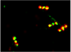 Oxford nanoimaging - DNA Paint