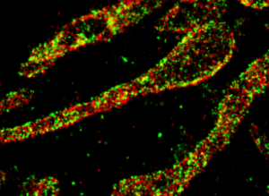 Oxford Nanoimaging Quantitative Cellular Imaging