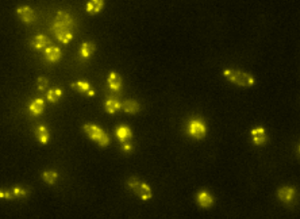 Oxford Nanoimaging protein complex assembly