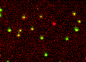 Oxford Nanoimaging smFRET single molecule