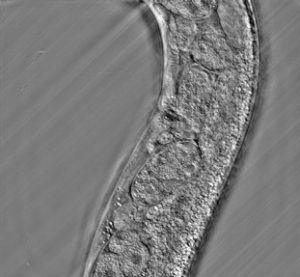 GLIM image live C.Elegans