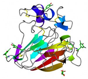 Protein structure