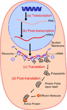 Synthesis of proteins