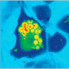 TESCAN Q-Phase  multimodal holographic microscope 