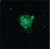 TESCAN Q-Phase  multimodal holographic microscope