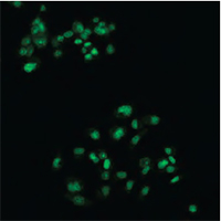 TESCAN Q-Phase  multimodal holographic microscope