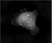 TESCAN Q-Phase  multimodal holographic microscope