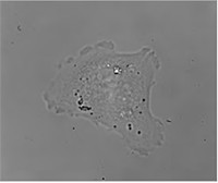 TESCAN Q-Phase  multimodal holographic microscope