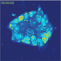 TESCAN Q-Phase  multimodal holographic microscope