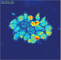 TESCAN Q-Phase  multimodal holographic microscope