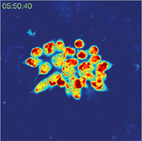 TESCAN Q-Phase  multimodal holographic microscope