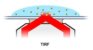 TIRF imaging - Oxford Nanoimager
