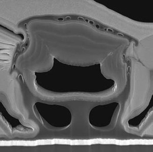 Life science application of the TESCAN XEIA ultra-high resolution SEM with Xe Plasma FIB