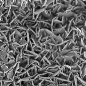 Life science application of the TESCAN XEIA ultra-high resolution SEM with Xe Plasma FIB