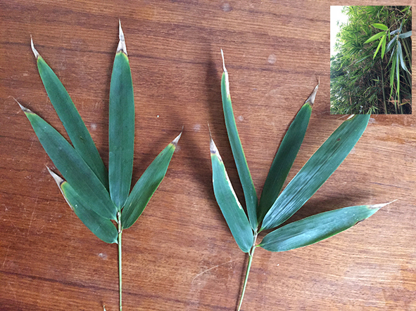 silicon in bamboo