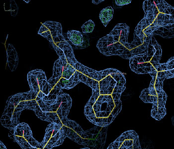 Electron density map from refined lysozyme model. Unmodeled water molecules are visible in the upper portion of the picture.