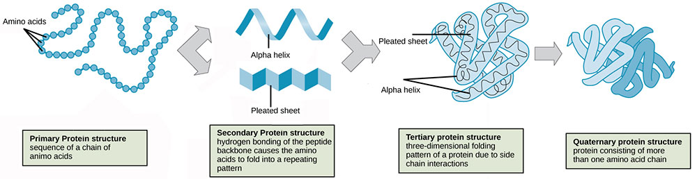 Four levels of protein structure.