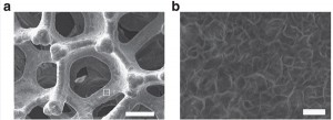 SEM images of the electrodes for hydrogen separation