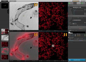 Delmic SECOM SR super resolution CLEM ODEMIS