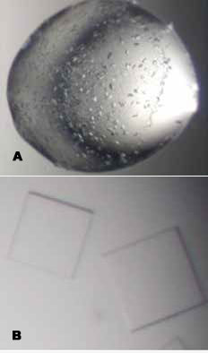 Crystals of influenza neuroaminidase