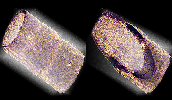 Micro CT rendering of a Tiger prawn antennae.