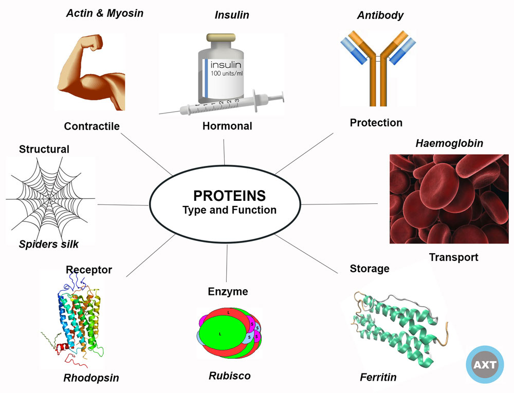 the function of various tpes of proteins